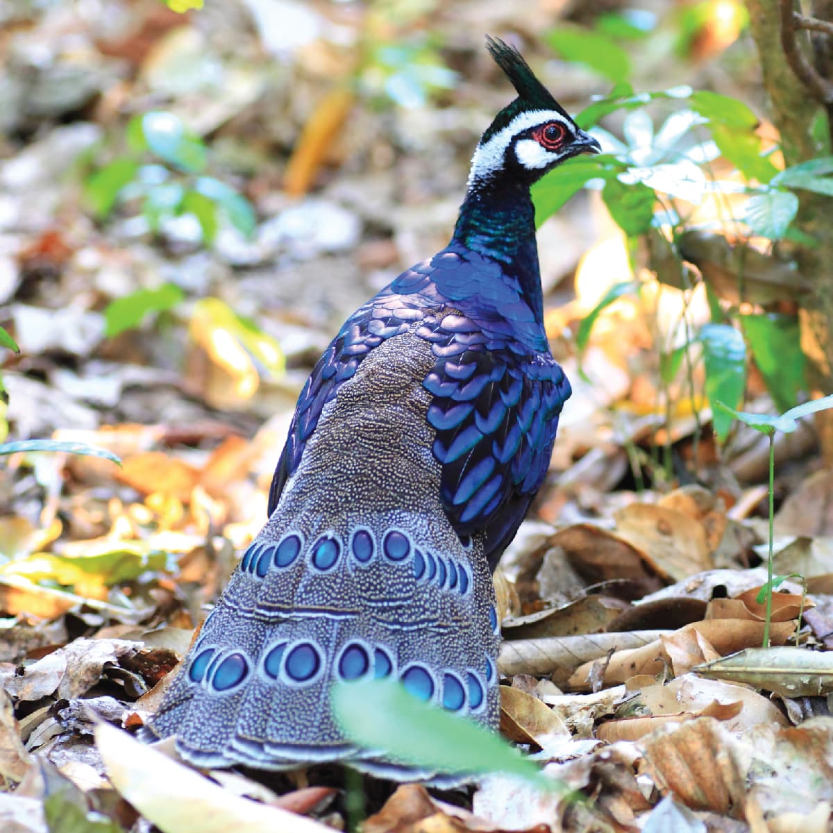 Saint Louis Zoo | Palawan Peacock Pheasant