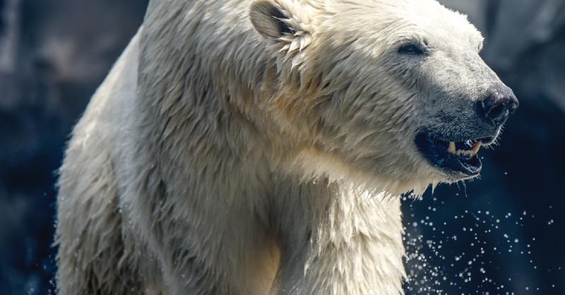 Saint Louis Zoo | Polar Bear