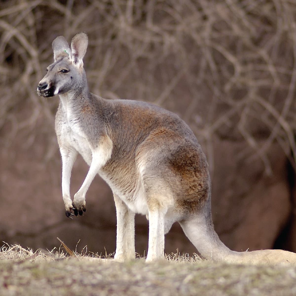 Kangarooo Roo Kangaroo