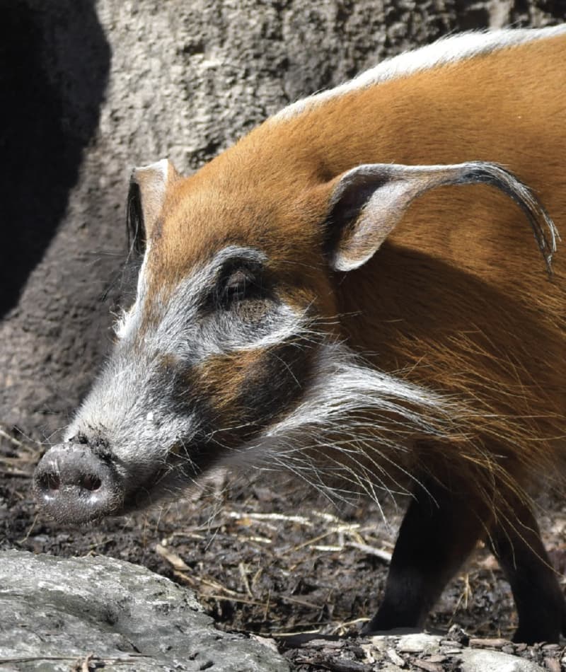 Red River Hog | Saint Louis Zoo
