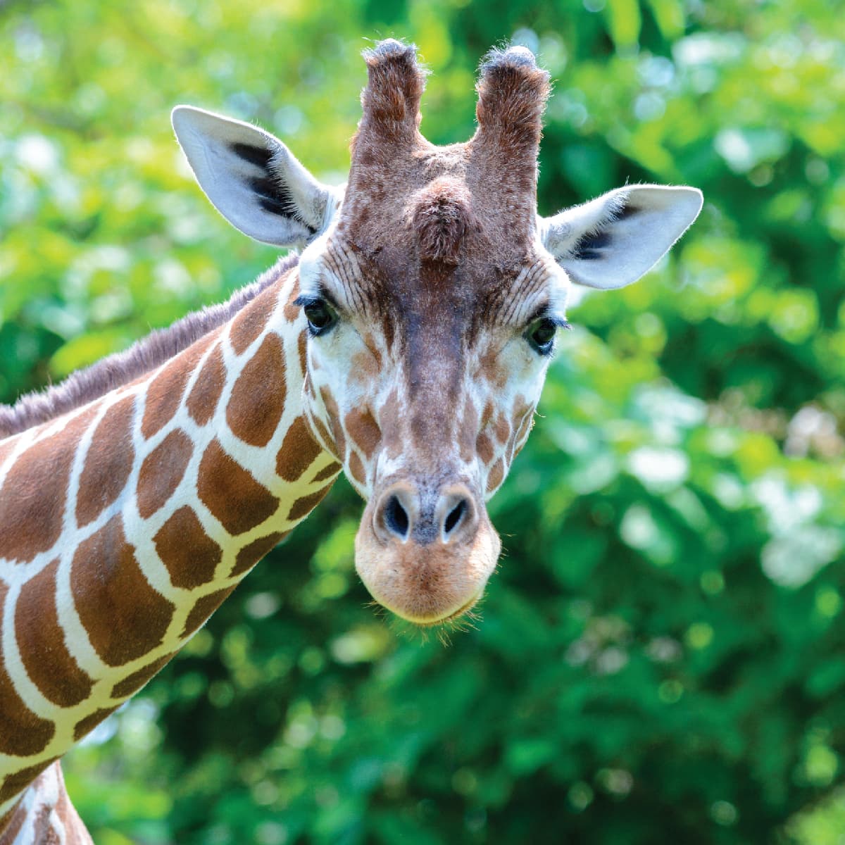 Reticulated Giraffe | Saint Louis Zoo