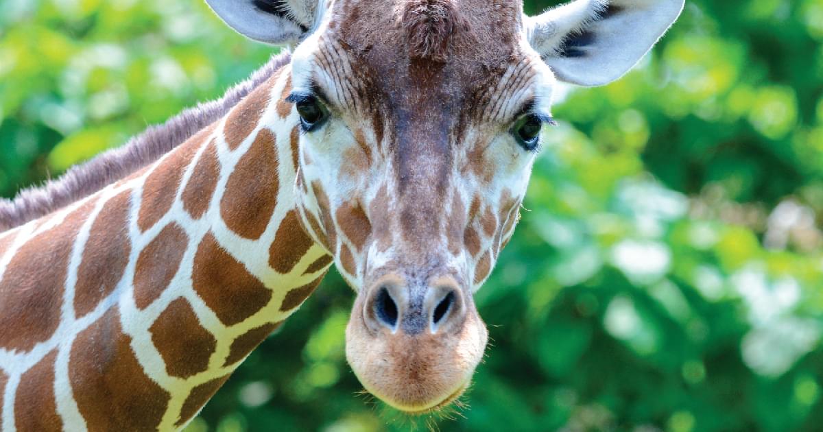 Nubian Giraffe nubian-giraffe