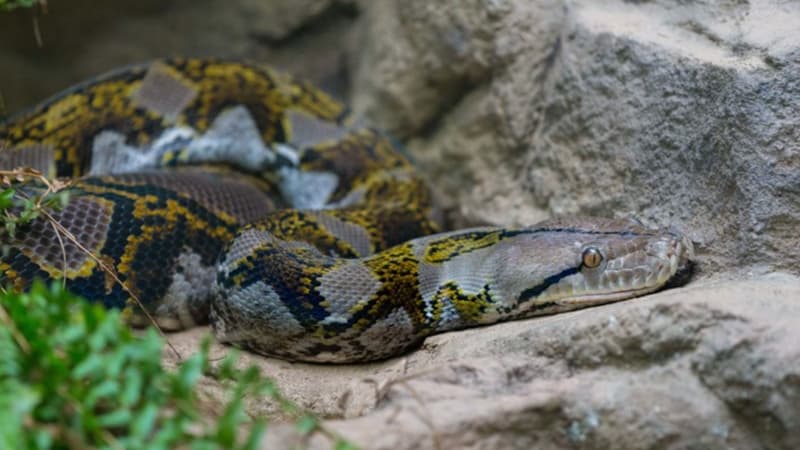 Saint Louis Zoo | Reptiles