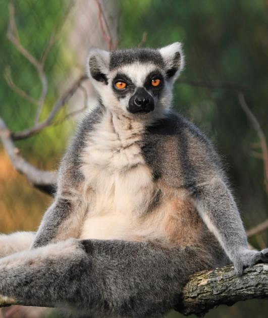Ring-tailed Lemur - Saint Louis Zoo