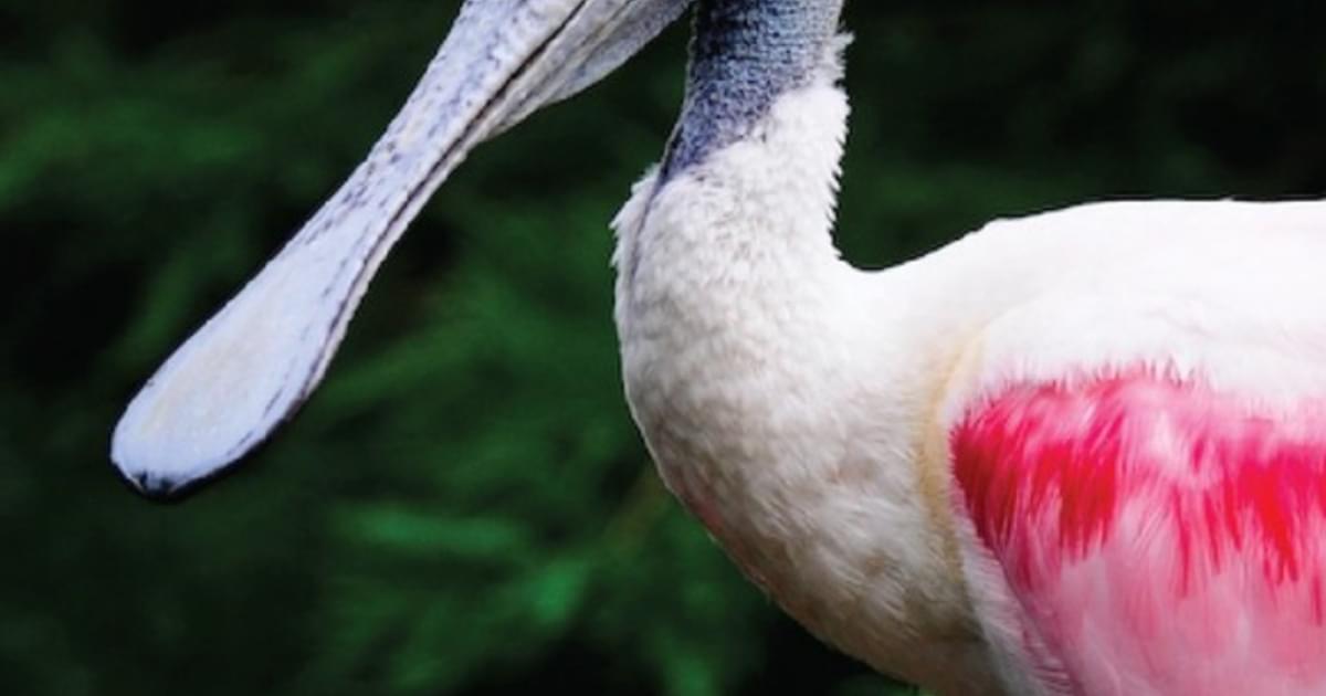 Types Of Spoonbill Bird