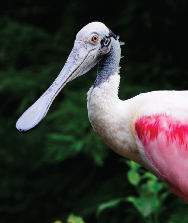 Roseate Spoonbill | Saint Louis Zoo