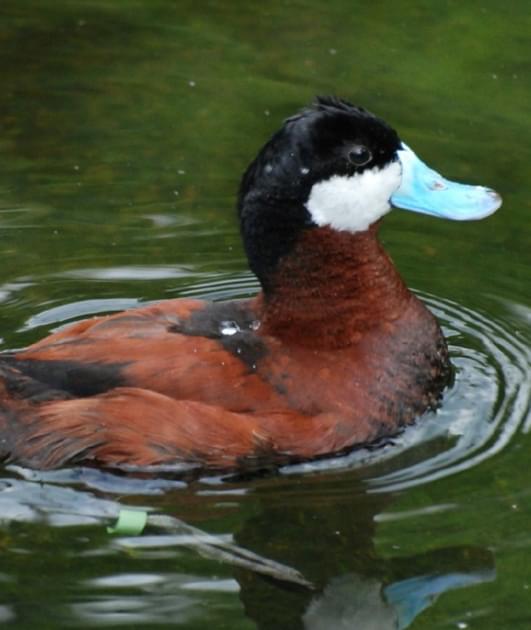 All Ruddy Ruddy Duck