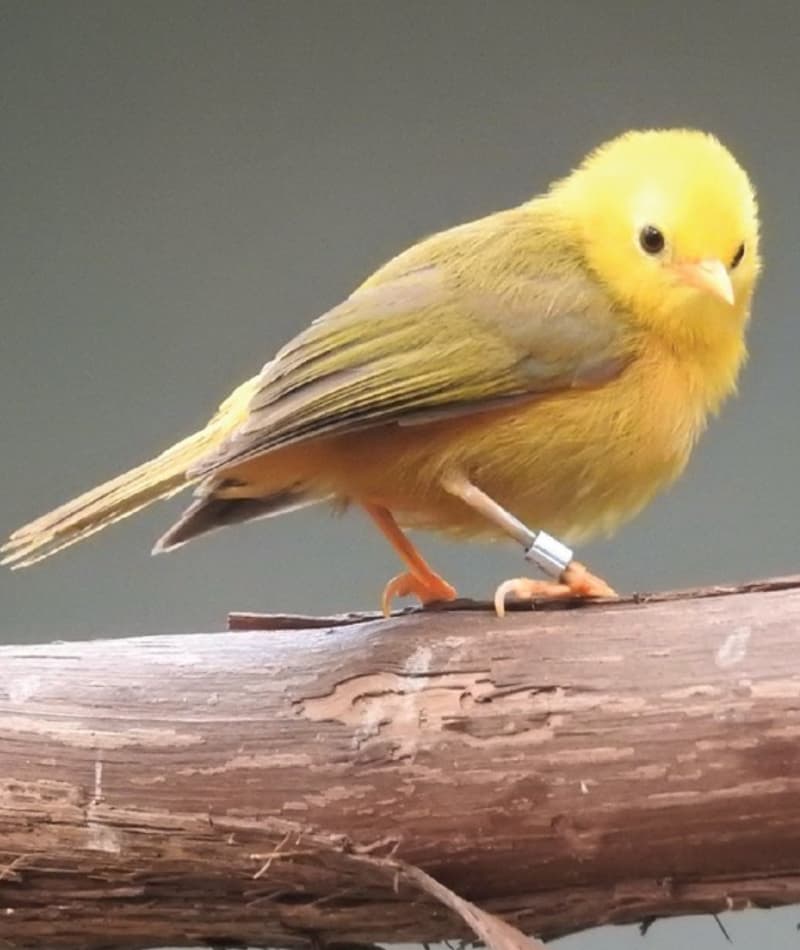 Saipan Golden White eye Saint Louis Zoo saipan-golden-white-eye-saint-louis-zoo