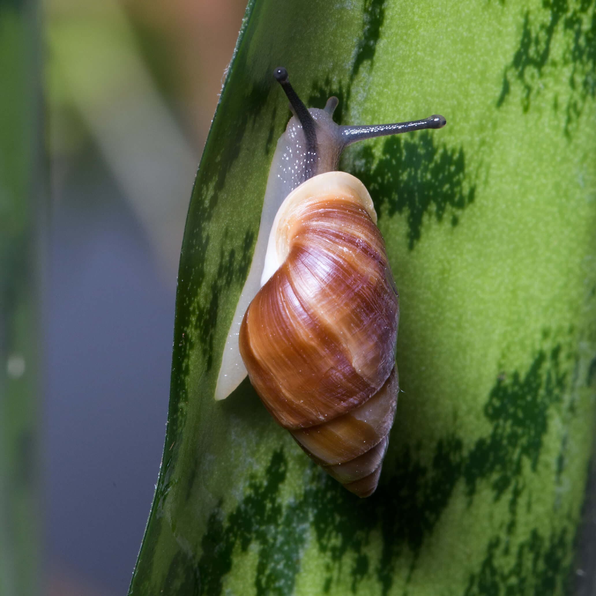Invertebrates | Saint Louis Zoo