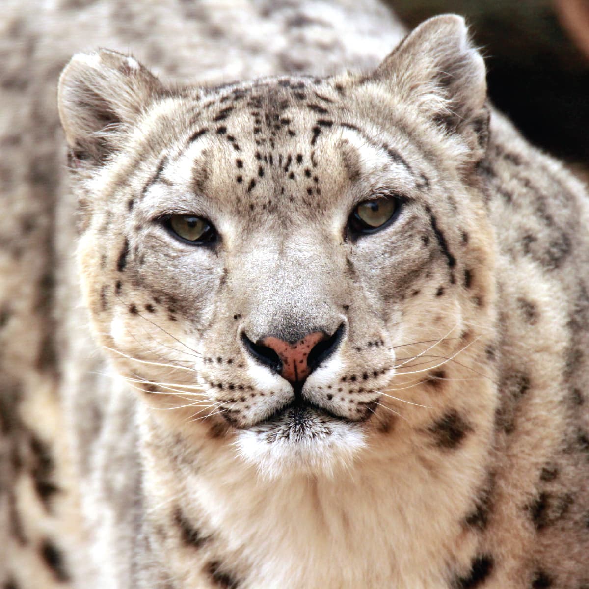 Saint Louis Zoo | Snow Leopard