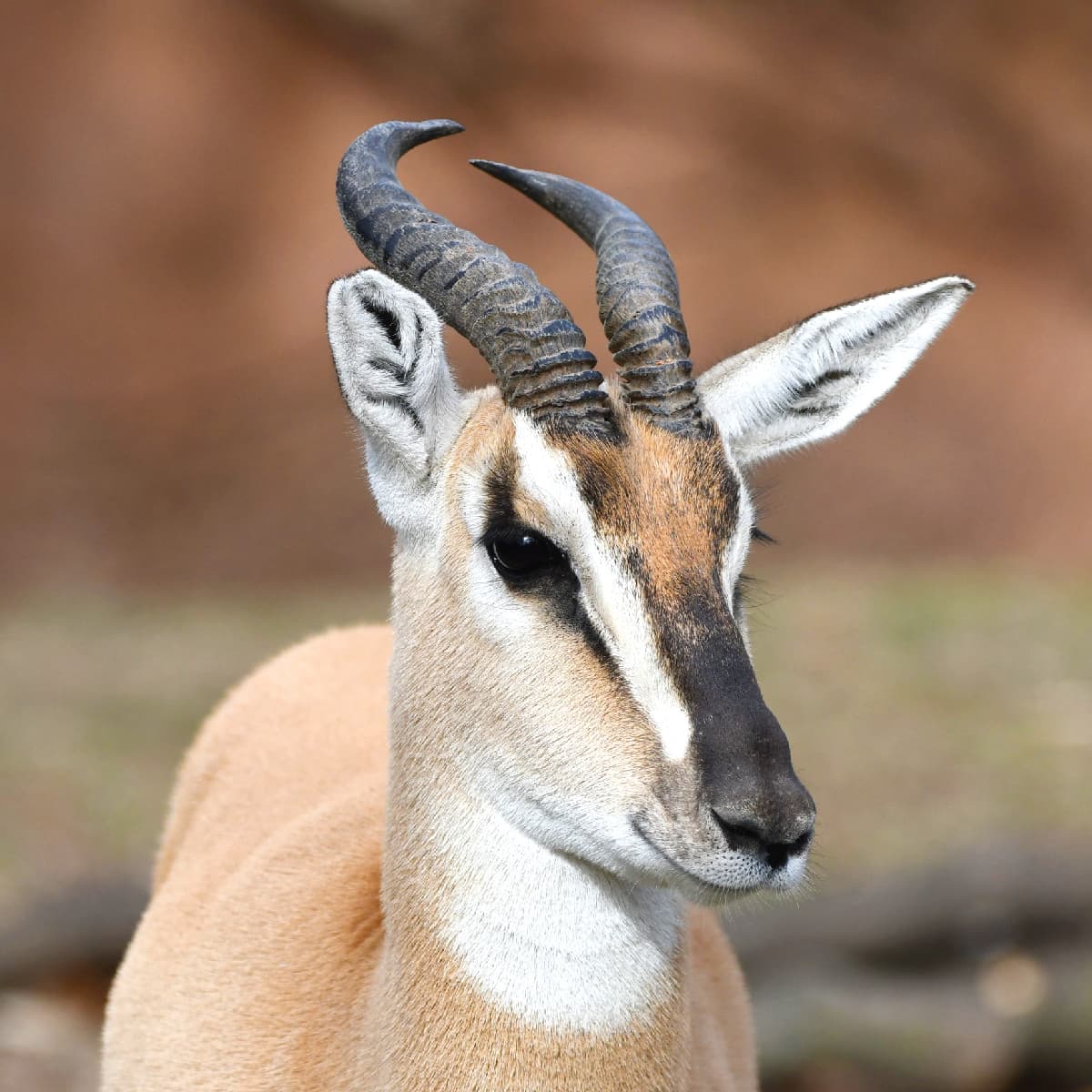 Saint Louis Zoo | Soemmerring's Gazelle