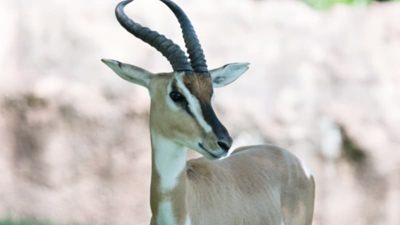Saint Louis Zoo | Antelope Habitats