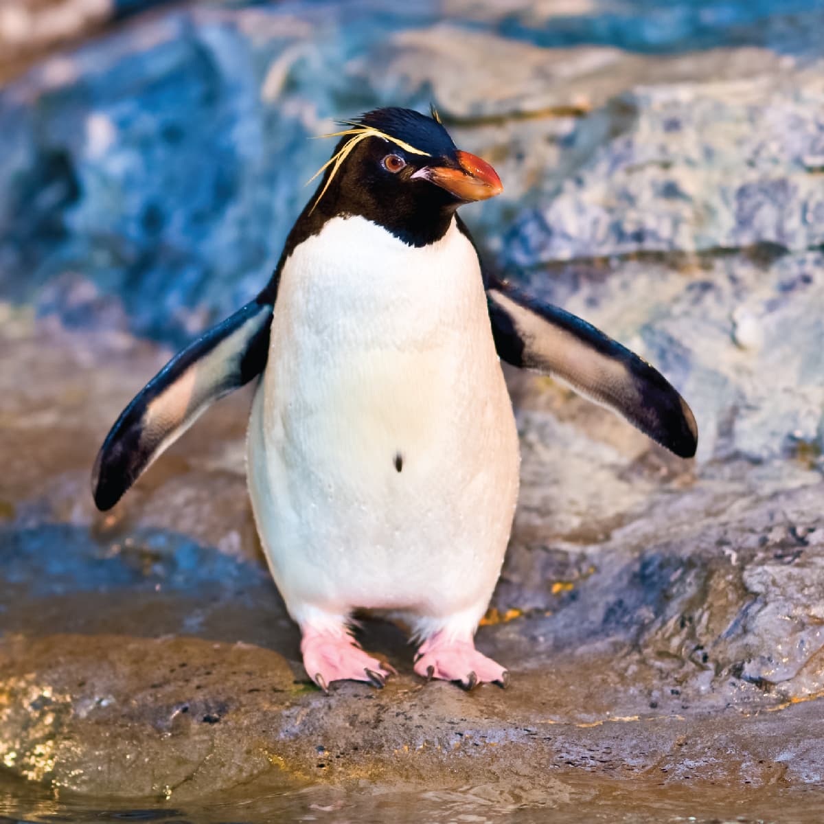 Rockhopper Penguin Habitat Map rockhopper-penguin-habitat-map