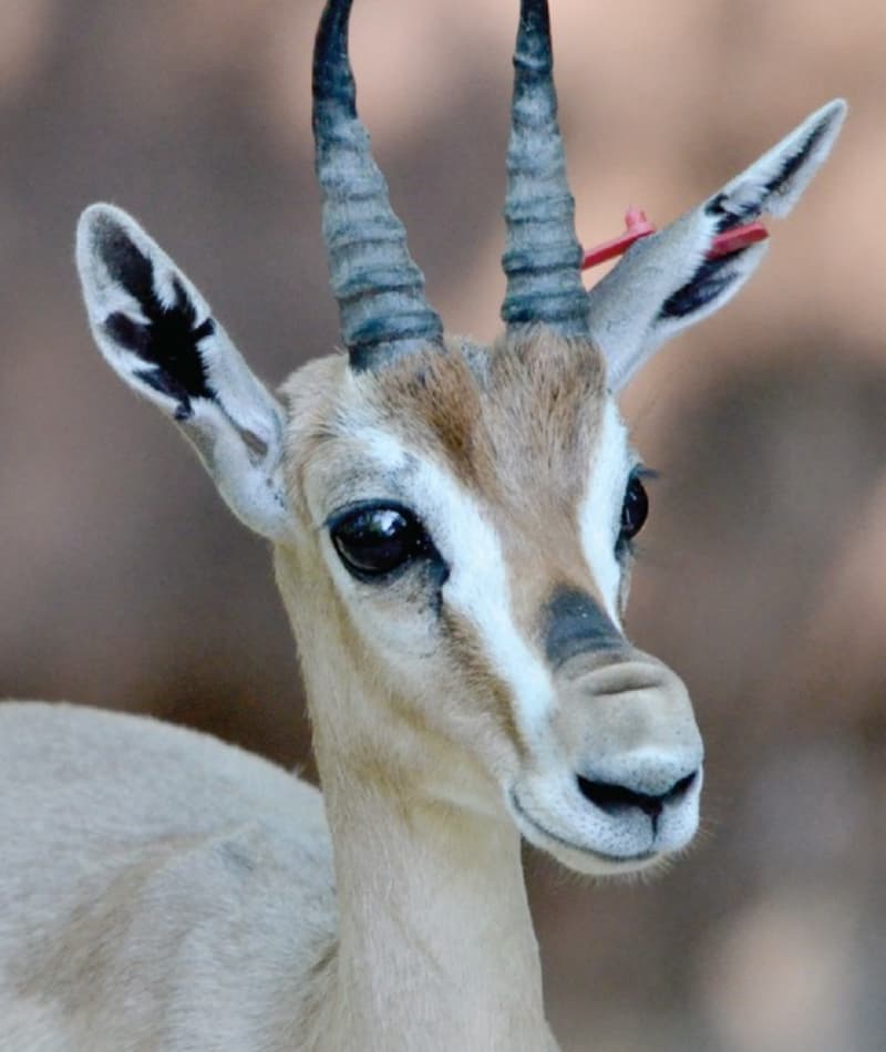 Saint Louis Zoo | Speke's Gazelle