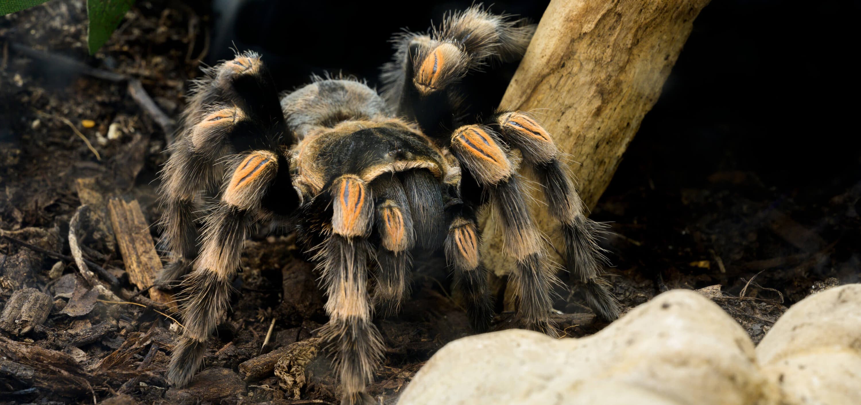 Mexico Wildlife Adventures: Discovering Flora and Fauna - Adaptations of Wildlife in Mexican Deserts