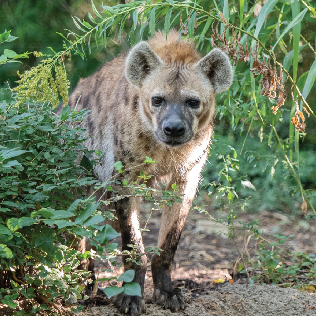 Hyena Habitat Facts