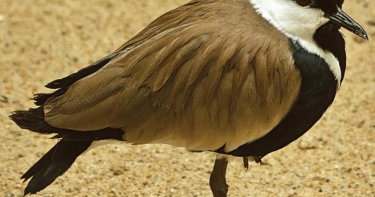 Plover Definition Spur-winged Plover | Saint Louis Zoo