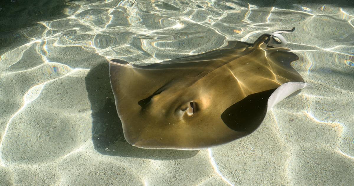 Southern Stingray Saint Louis Zoo Southern stingray saint louis zoo