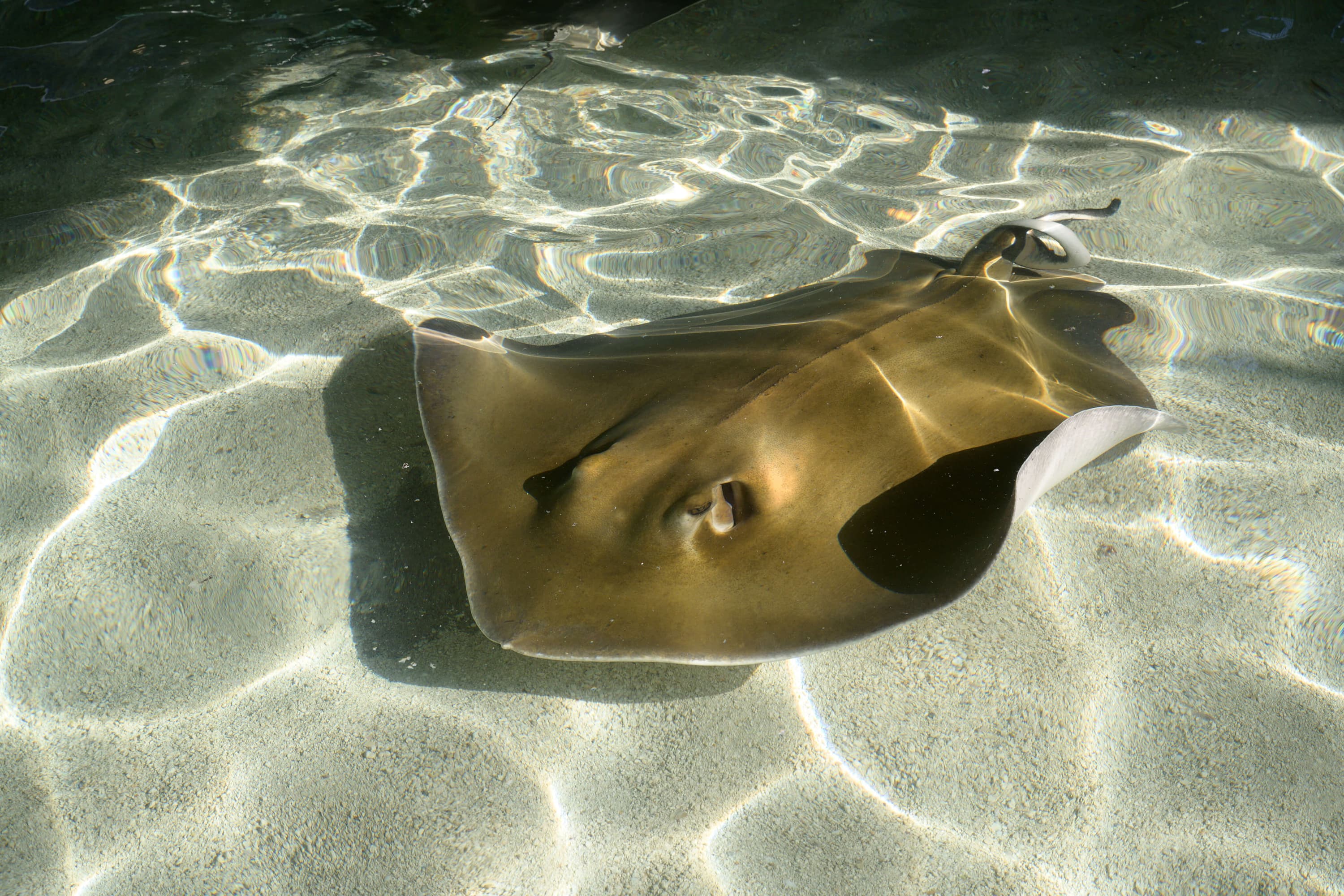 Southern Atlantic Stingray southern-atlantic-stingray