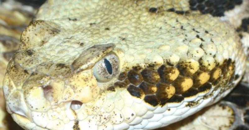 Timber Rattlesnake Teeth Timber Rattlesnake Fangs