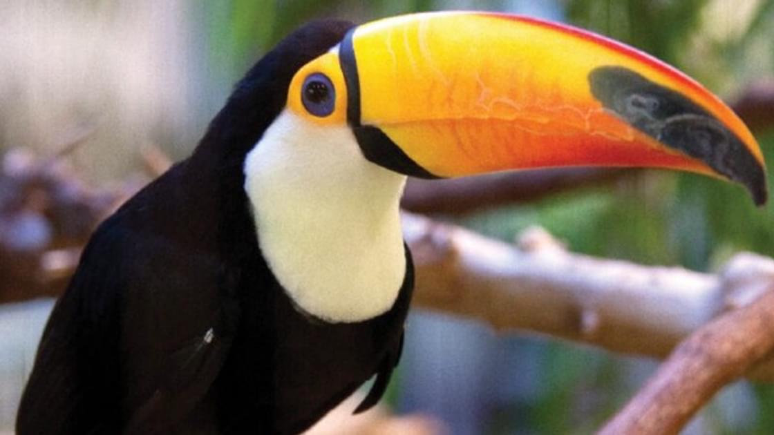 Toco Toucan toco-toucan