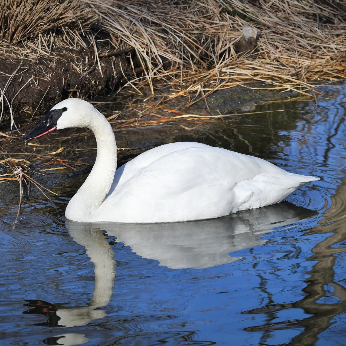 Trumpeter Swan Saint Louis Zoo Trumpeter swan saint louis zoo