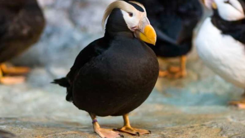 Saint Louis Zoo Penguin Puffin Coast saint-louis-zoo-penguin-puffin-coast