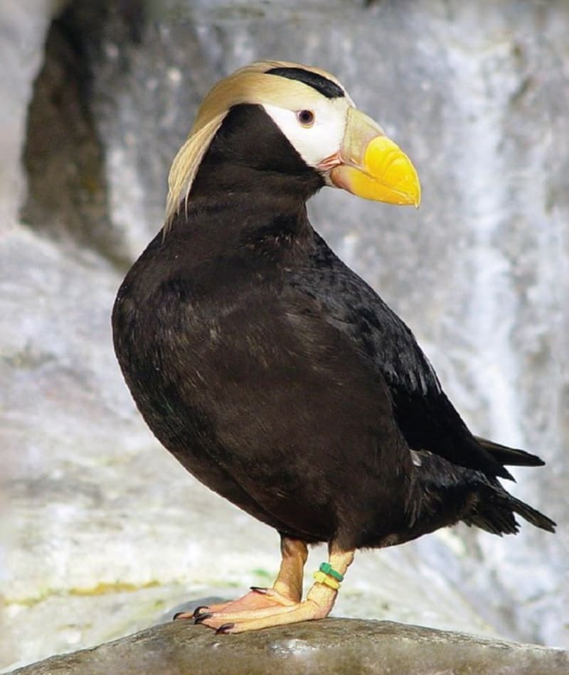 Tufted Puffin  Saint Louis Zoo