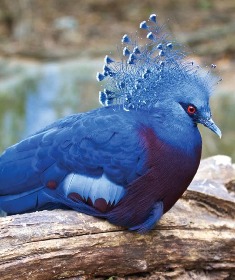 Victoria Crowned Pigeon | Saint Louis Zoo