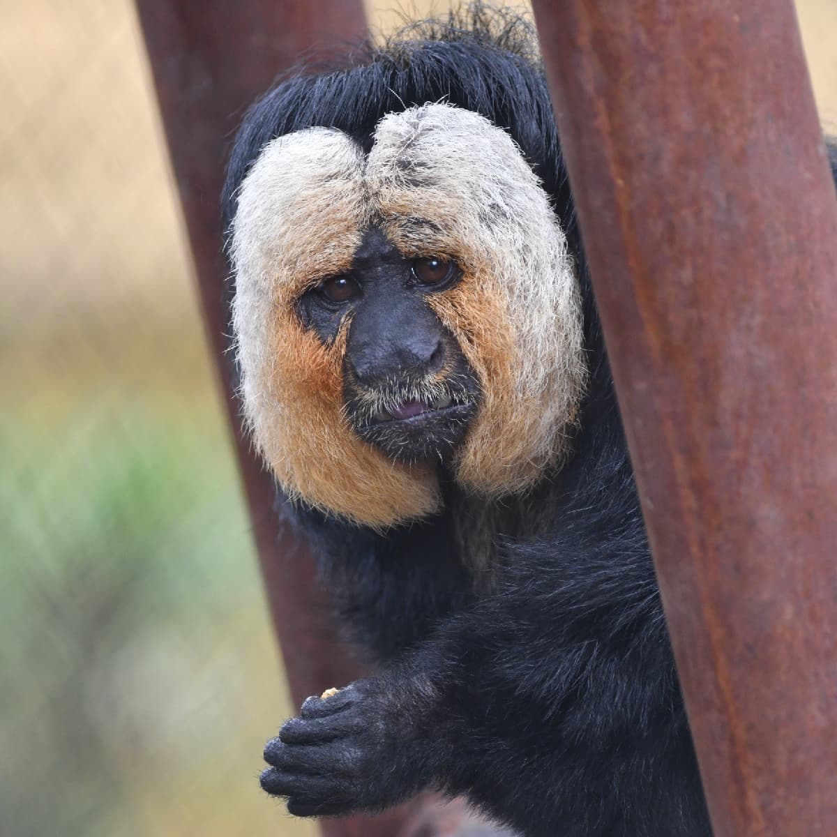 White-faced Saki