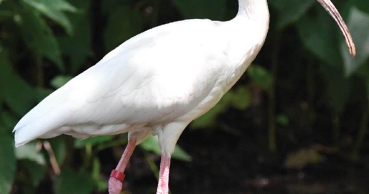 Saint Louis Zoo | White Ibis