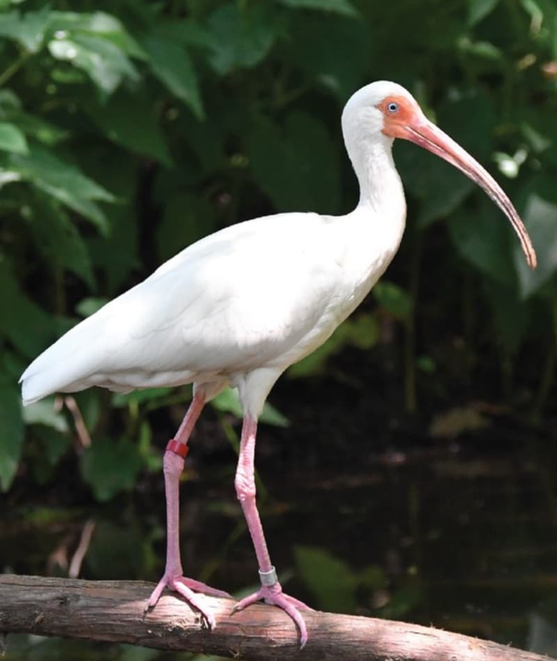 White Ibis Bild & Inspiration White Ibis Illustration