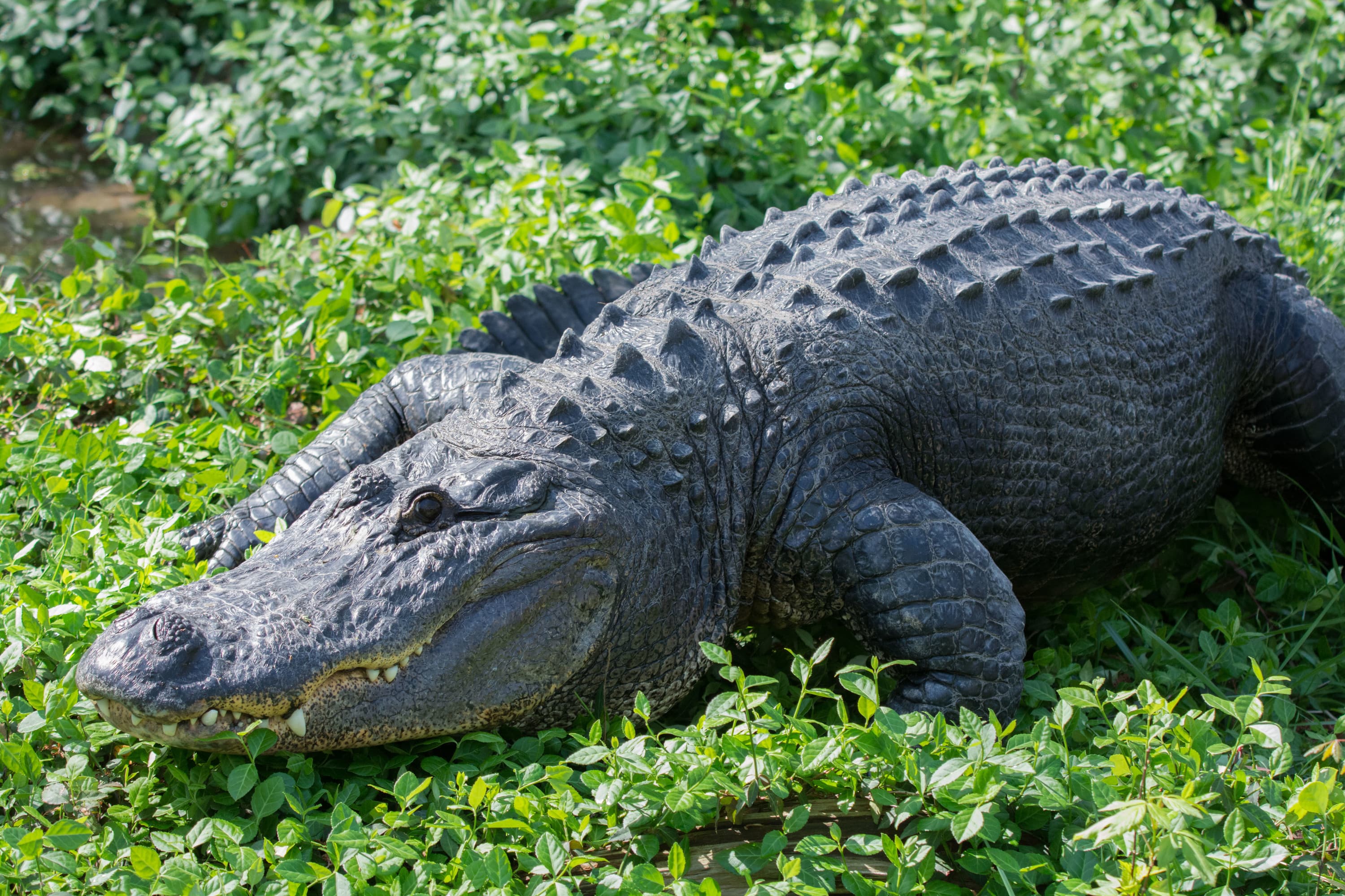 Alligator_Research_Blog
