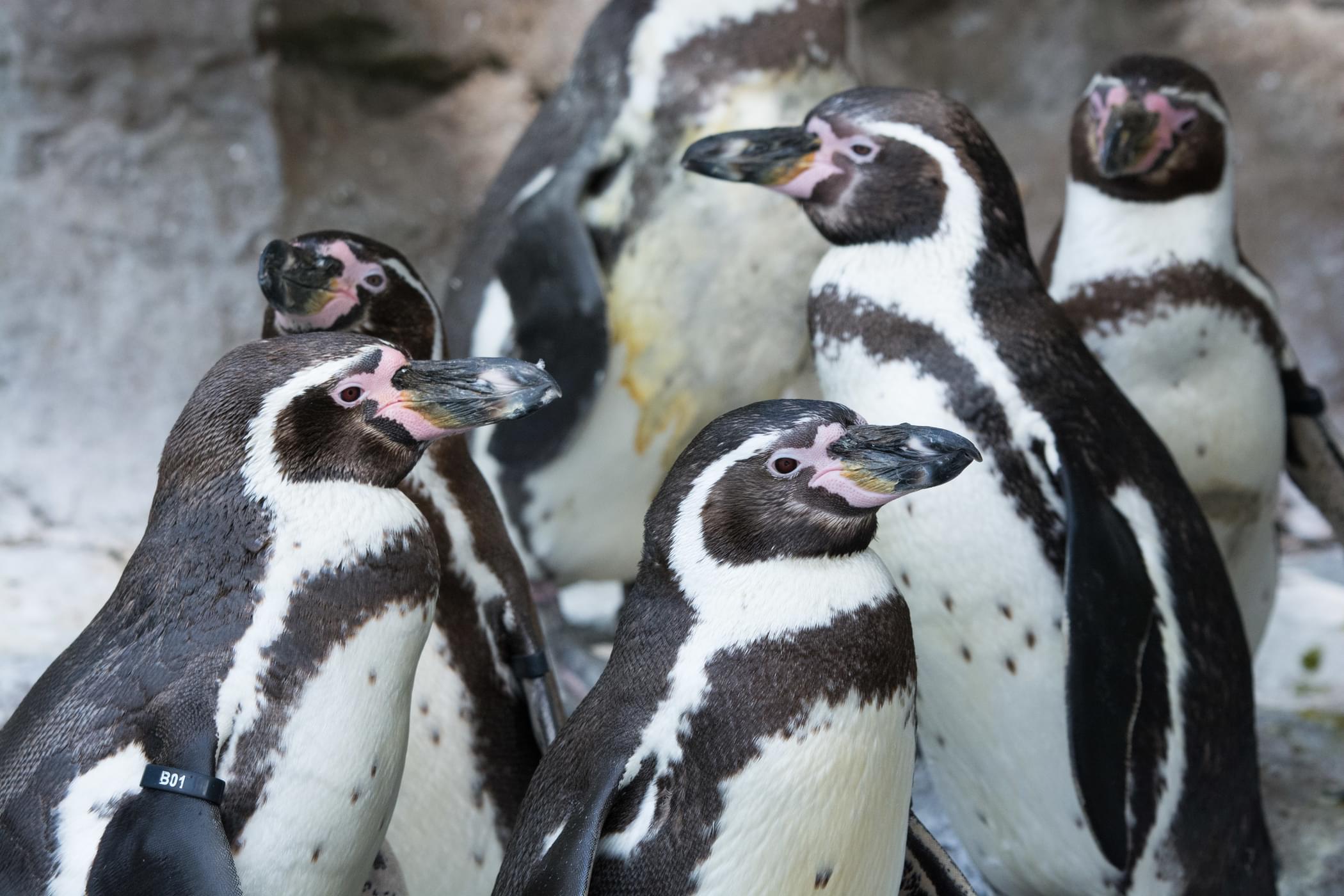 Horned Puffin Saint Louis Zoo