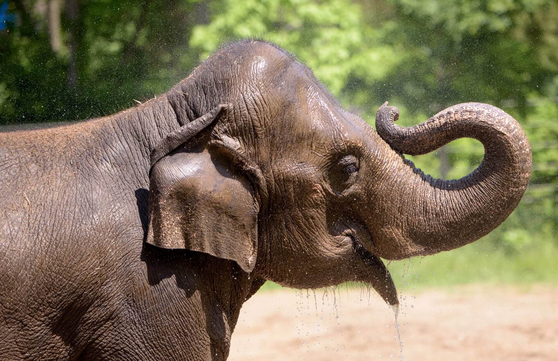 Asian elephant Rani