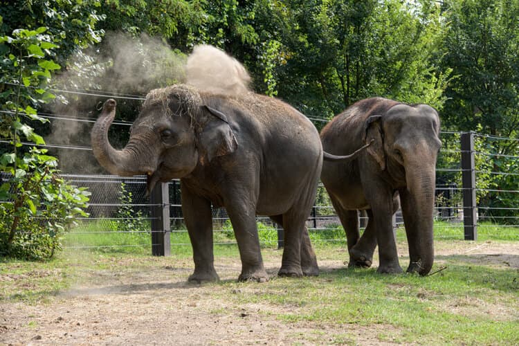 Asian elephants Rani and Ellie