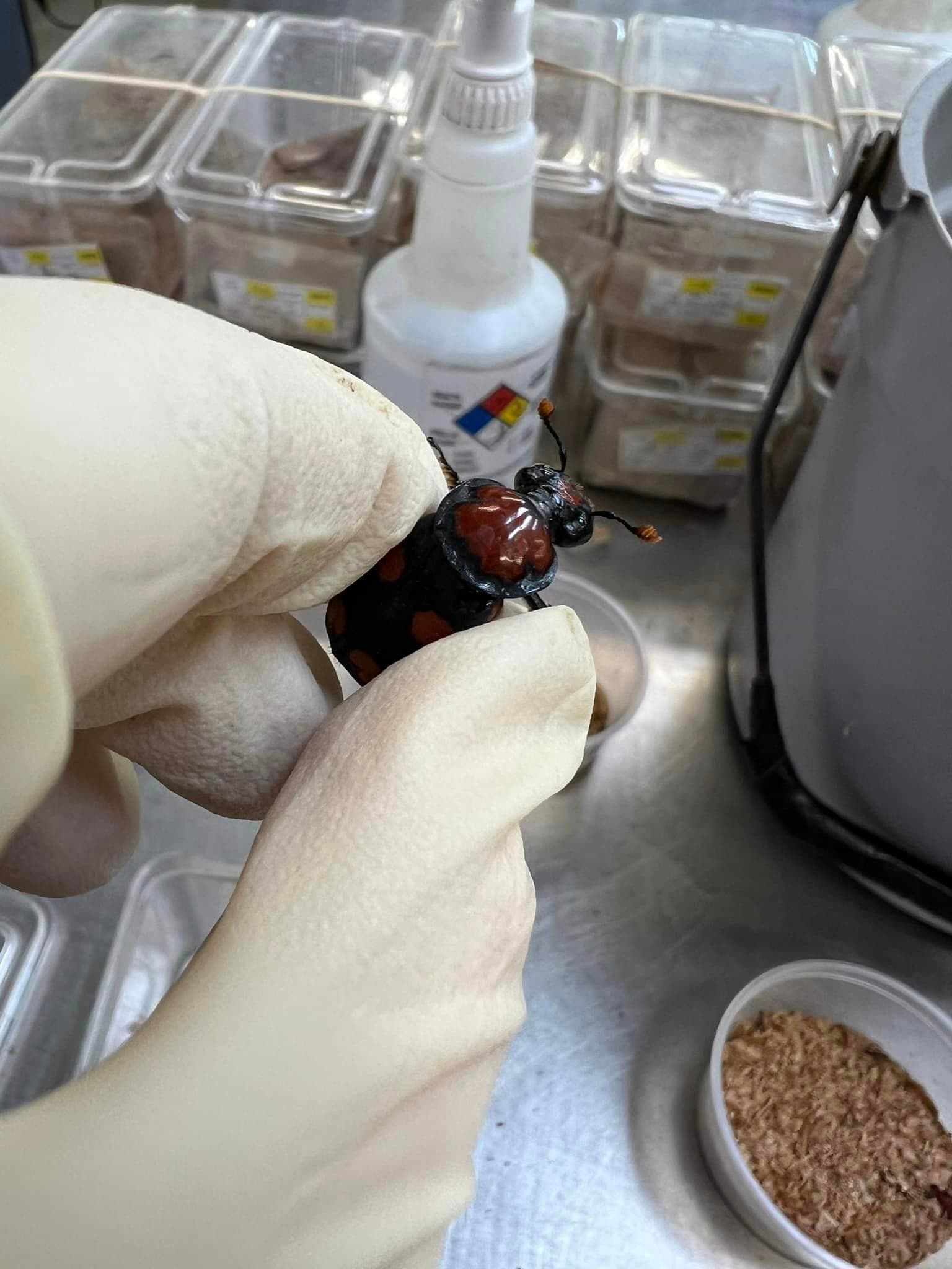 Burying beetle / blog