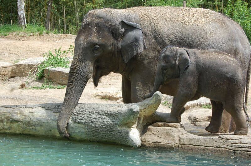 Asian Elephants Rani and Kenzi