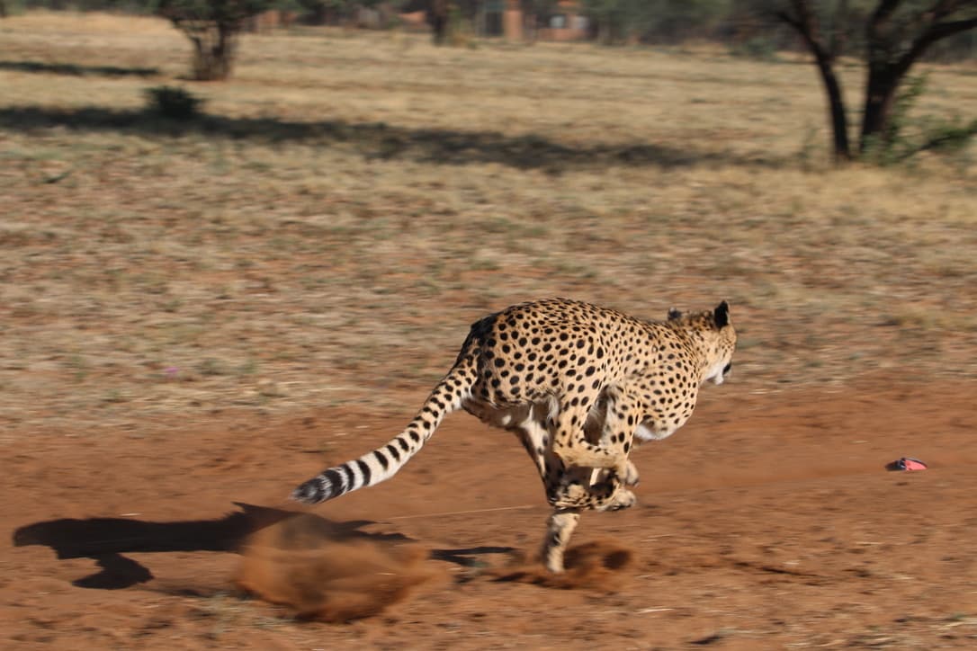 Cheetah running, Notes from the Field: Cheetah Conservation Up Close blog