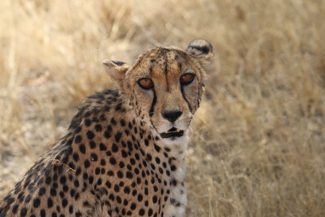 Cheetah, Notes from the Field: Cheetah Conservation Up Close blog