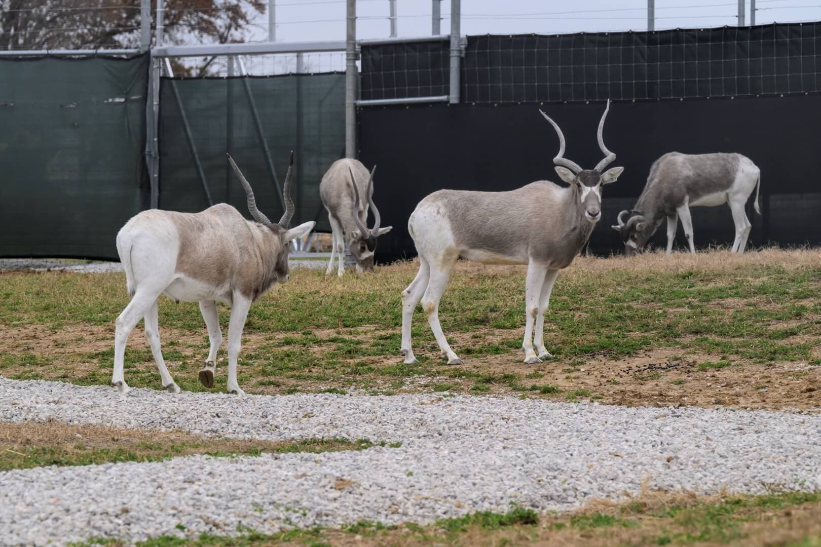 Addax at WildCare Park