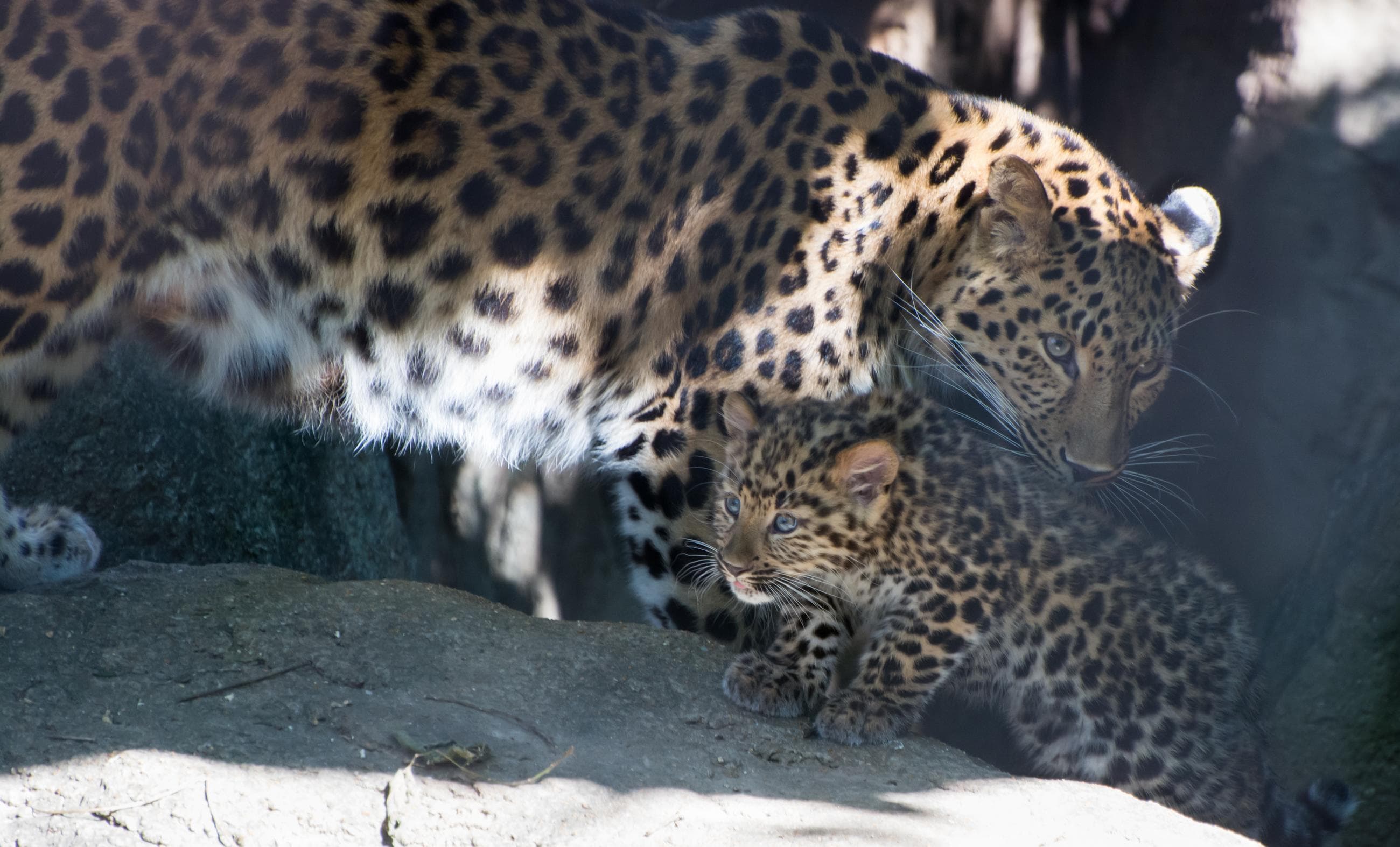 Amur leopard cubs exploring outdoor habitat, blog