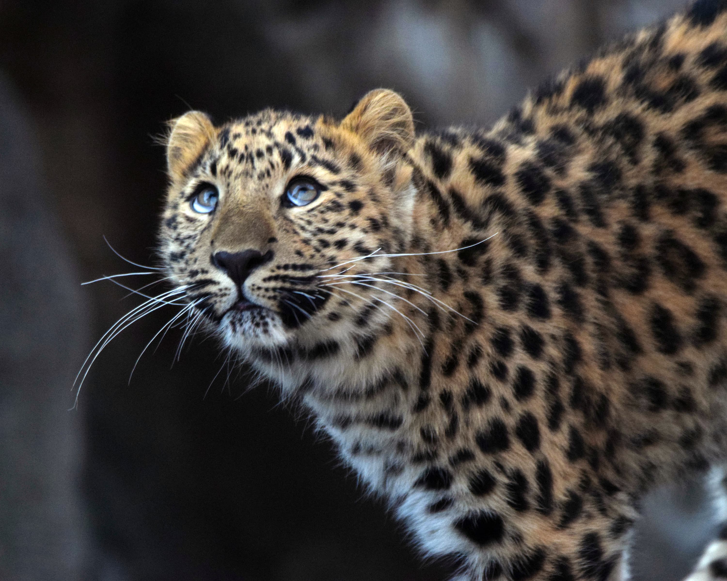 Amur Leopard, happy birthday blog