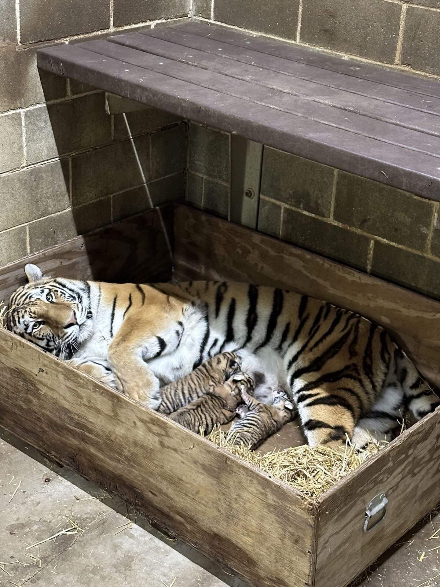 Amur tiger mother Reka with cubs in maternity den