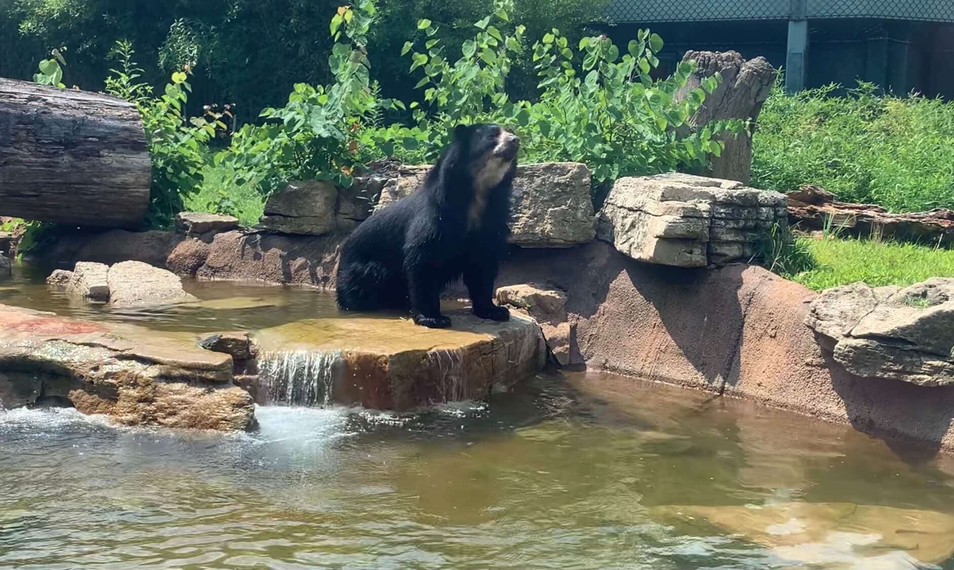 Andean bear