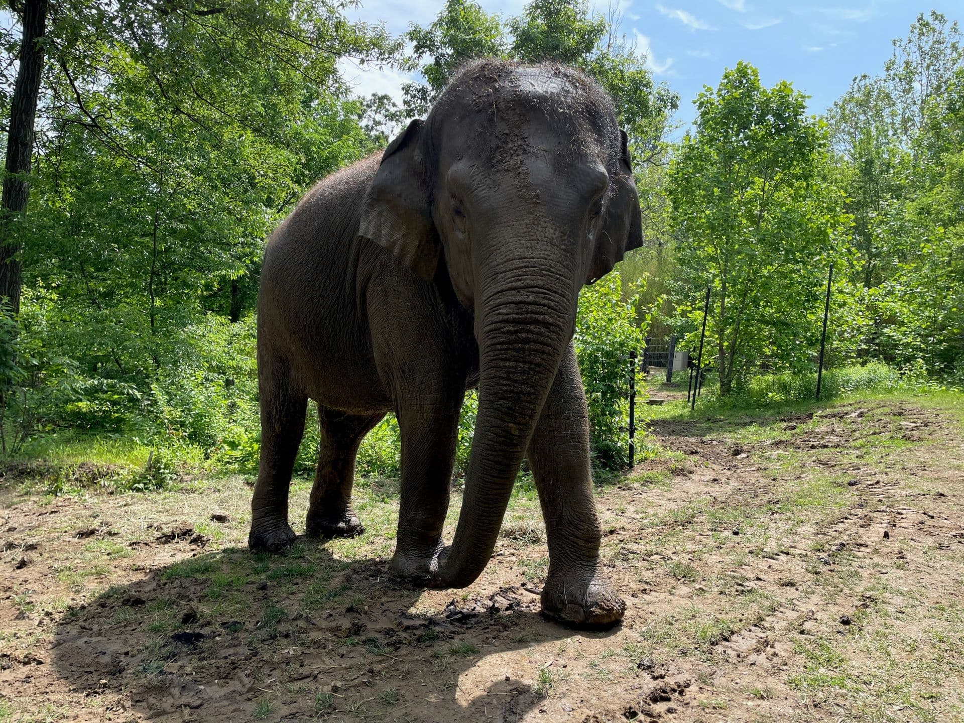 Saint Louis Zoo Elephant News | Saint Louis Zoo