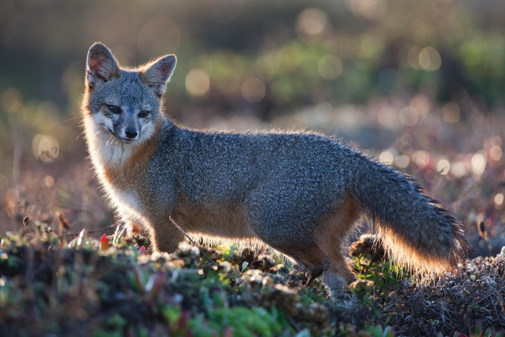 Fox