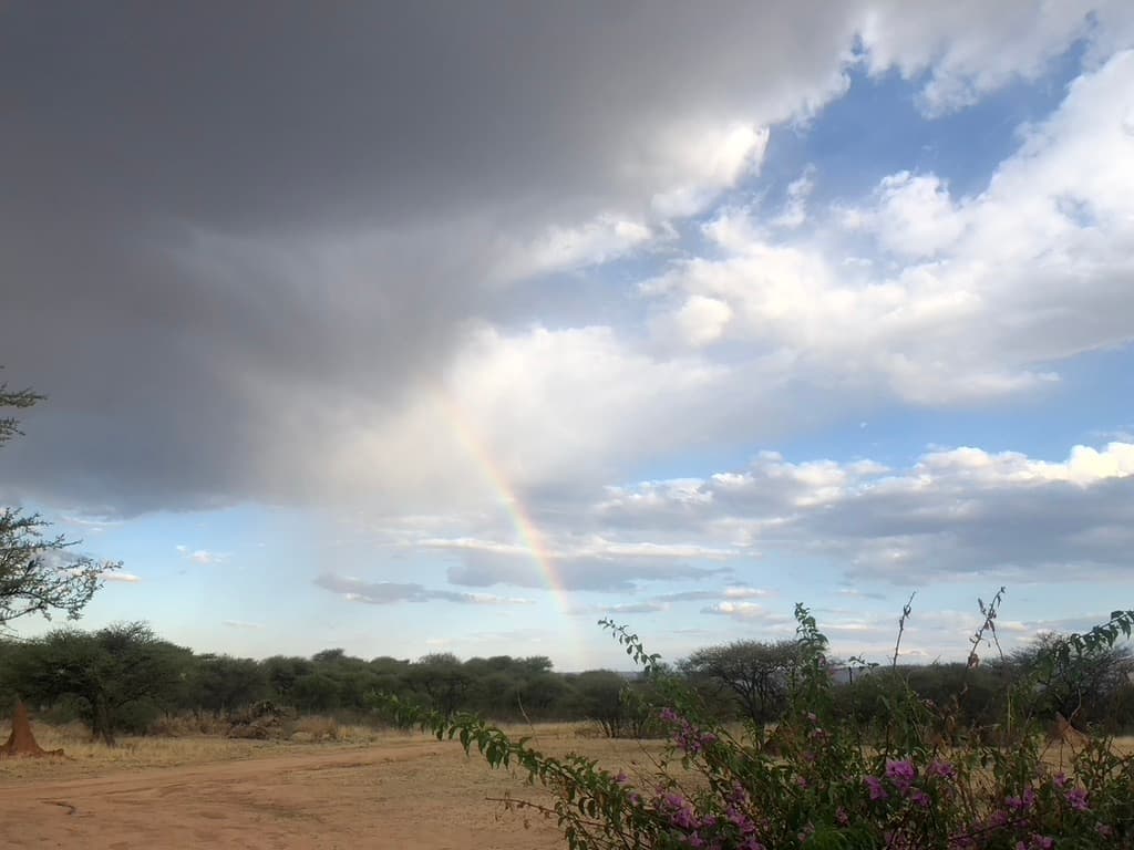 Rainbow, Notes from the Field: Cheetah Conservation Up Close blog