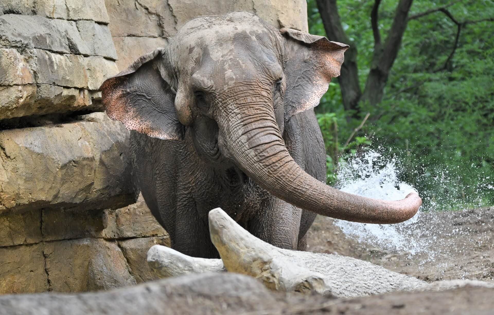 Asian elephant Donna