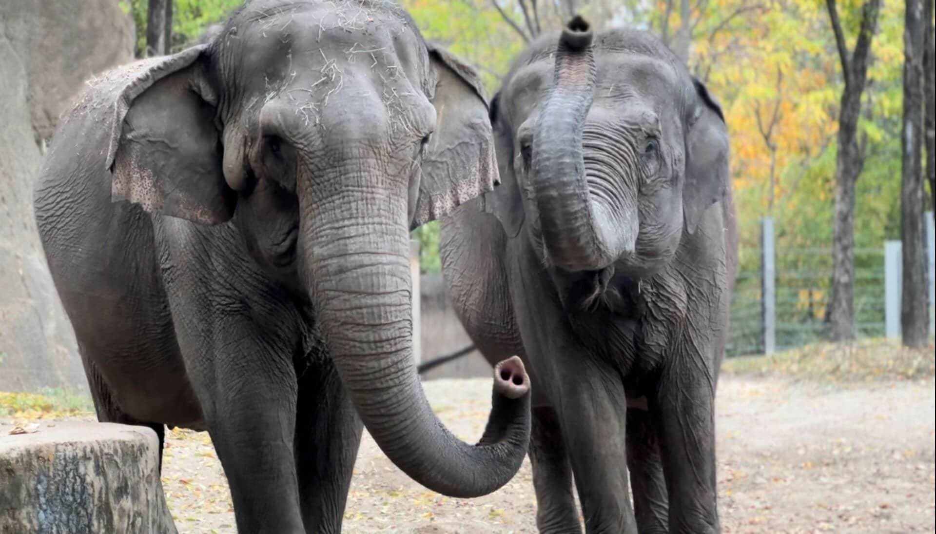 Asian elephants Donna (left) with Sri (right)